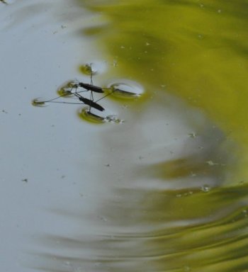 Gerris, araignée d'eau