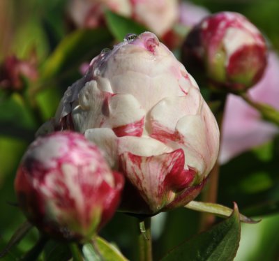 Pivoine en bouton