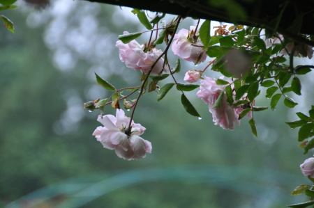 rose à Giverny
