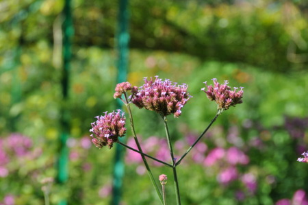 Verbena bonariensis