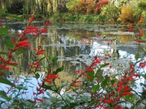 Le bassin aux Nymphéas en automne