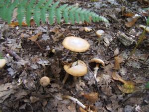 champignons dans la foret de Bizy