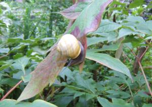Escargot en équilibre sur une pivoine arbustive dans le jardin de Claude Monet