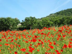 champ de coquelicots à Giverny