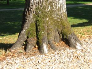 Tilleul dans le parc du château de Bizy, Vernon