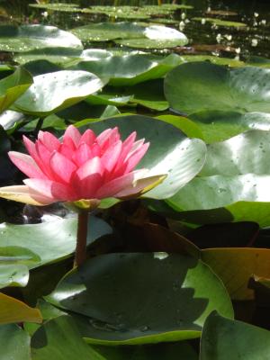 Nénuphar à Plantbessin, Normandie