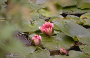 Nenuphar dans le bassin aux nymphéas de Monet à Giverny, Photo Anne Chrysotème