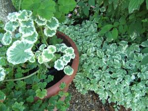 Saxifrage Philadelphus Snowflake et pelargonium panaché, fondation Monet, Giverny