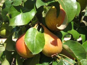 poires dans le potager du château de la Roche Guyon