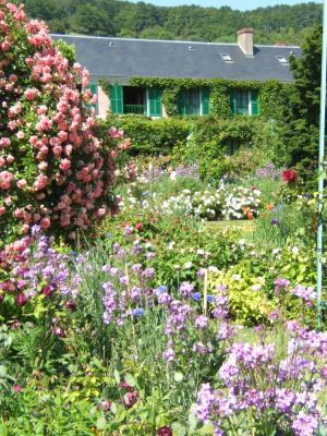 Rosier grimpant dans le jardin de Monet