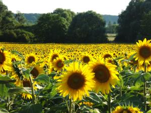 champ de tournesols en vallée d'Eure