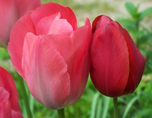 Tulipes