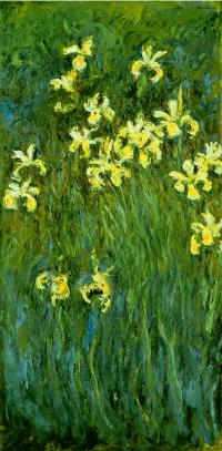 iris jaunes